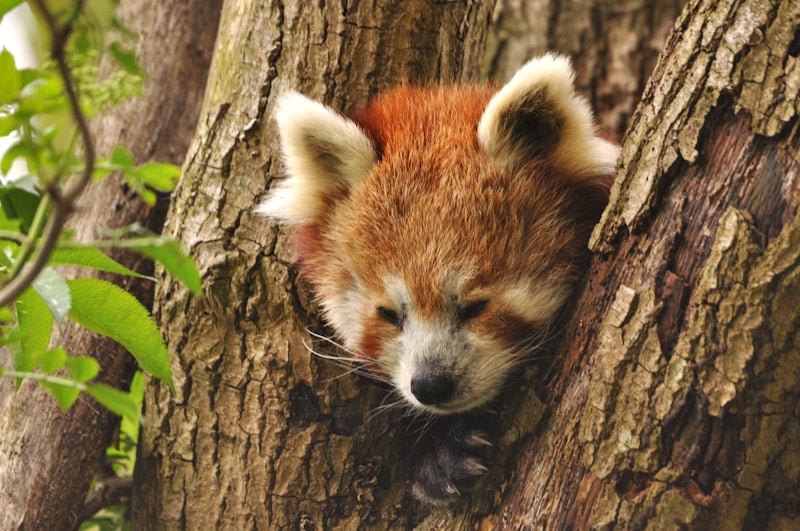 Red panda in ARTIS zoo