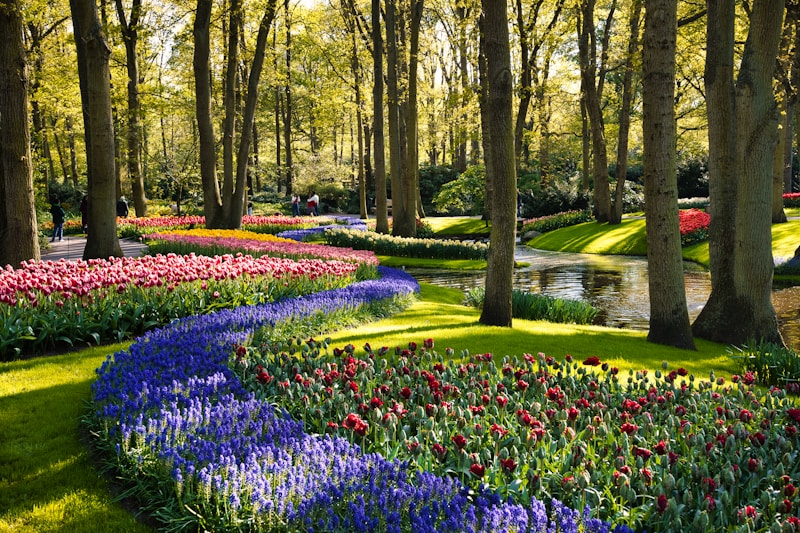 Keukenhof gardens filled with lots of colorful flowers