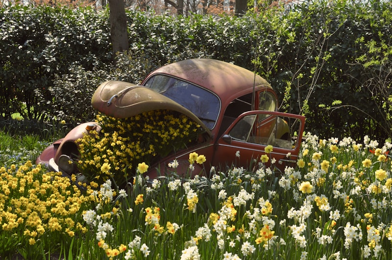 An old car sitting in a field of flowers in Keukenhof Gardens