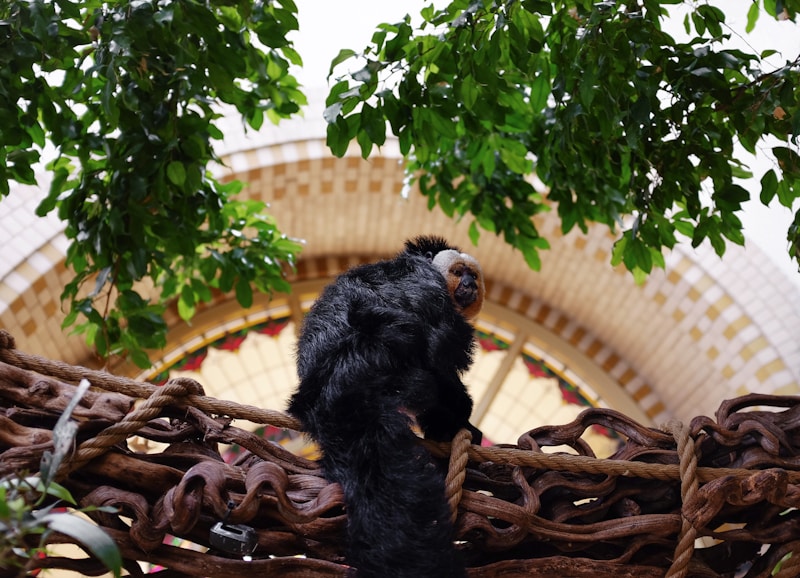 The Amsterdam Zoo (Artis Royal)